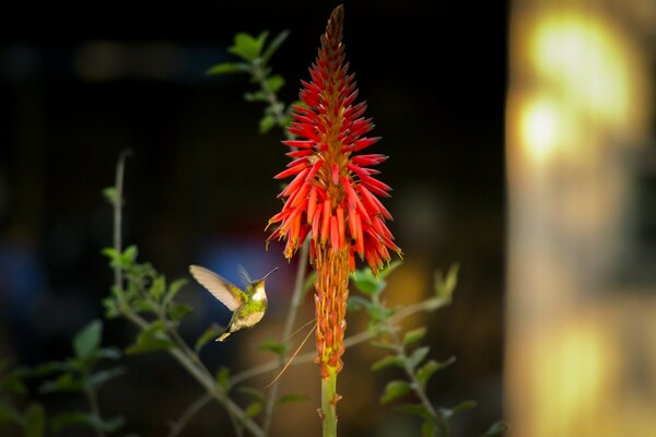 La bellezza della natura con un uccello che vola su un fiore