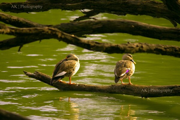 Two birds are sitting on a branch by the water