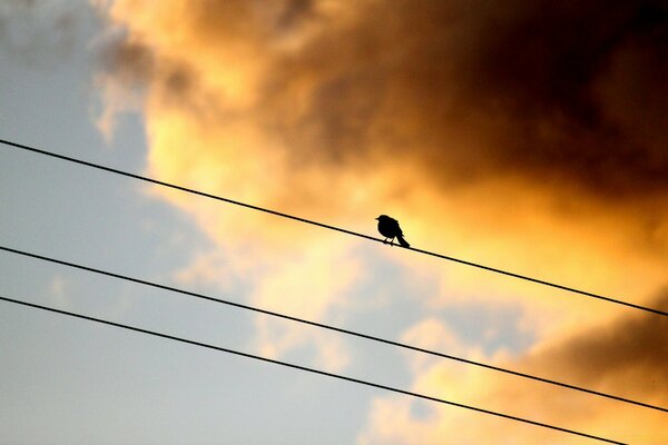 Spatz auf Drähten im Hintergrund des Sonnenuntergangs