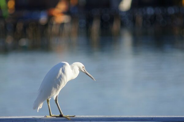 Wild White bird near the water