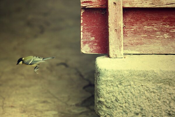 Pájaro tit salta al Suelo