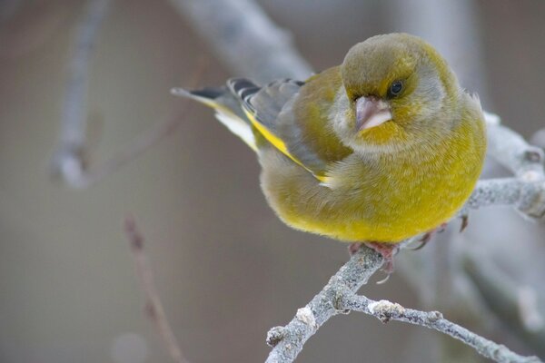 Ein Vogel mit gelblichem Gefieder sitzt ohne Blätter auf einem Ast