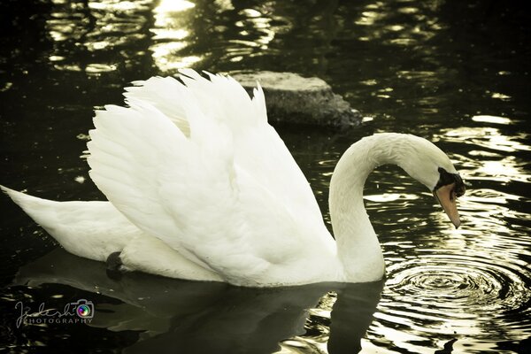 El cisne blanco admira su reflejo