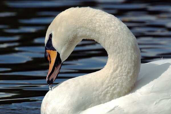 A snow-white swan on the expanses of the seas