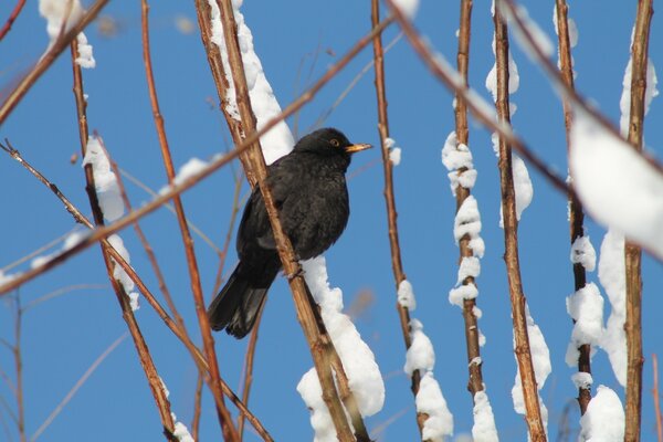 A bird on a snowy branch