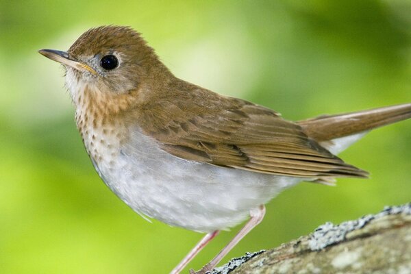 Bird of the wild outdoors