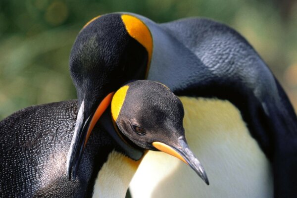 Sehr süße Pinguinumarmungen