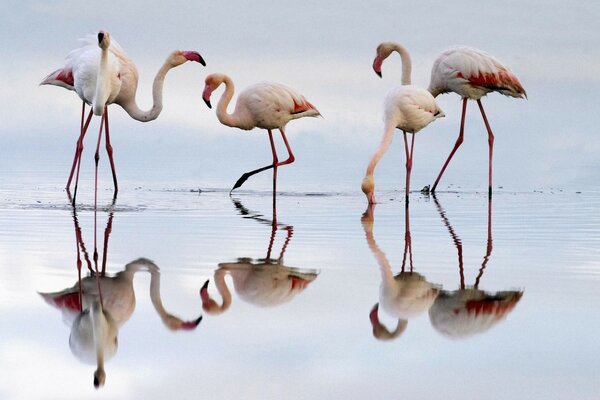 Pink flamingos on a shallow pond