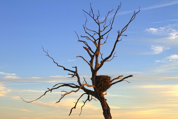 Paysage de nid d aigle sur un arbre