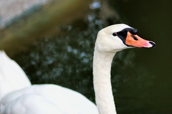 Cisne blanco Mira con gruñido