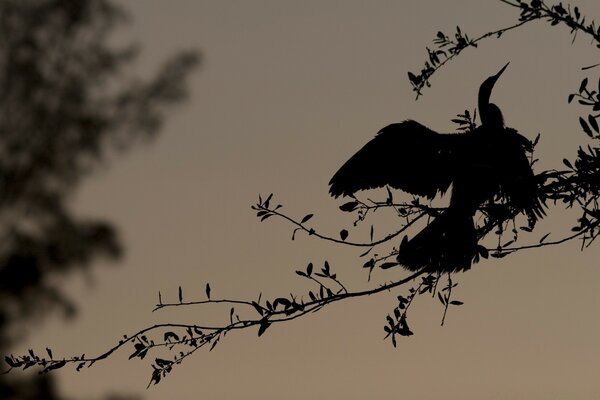 Silhouette sombre d un oiseau sur une branche