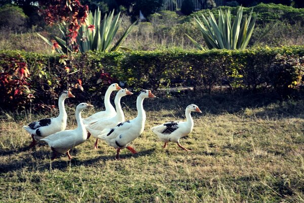 Una bandada de gansos camina por el parque