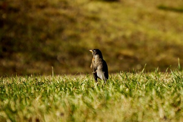 Wildvogel auf dem Rasen