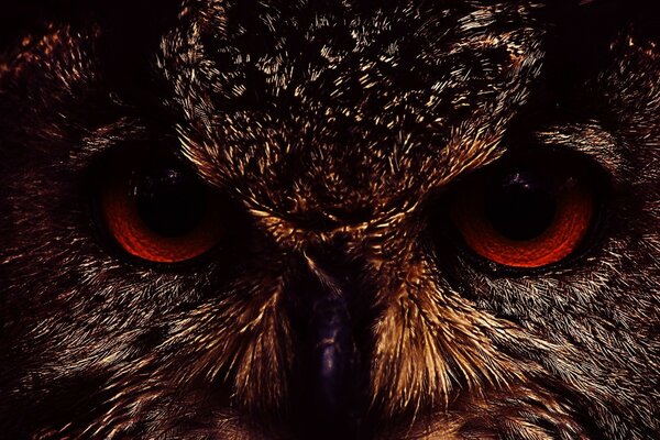 Yeux de hibou rouges et dangereux