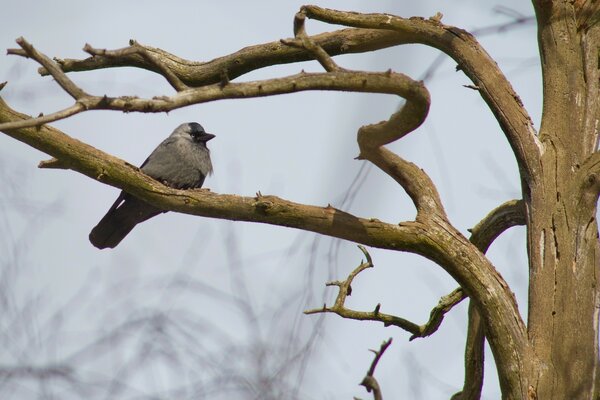 Ein Vogel sitzt auf einem Ast am Baum