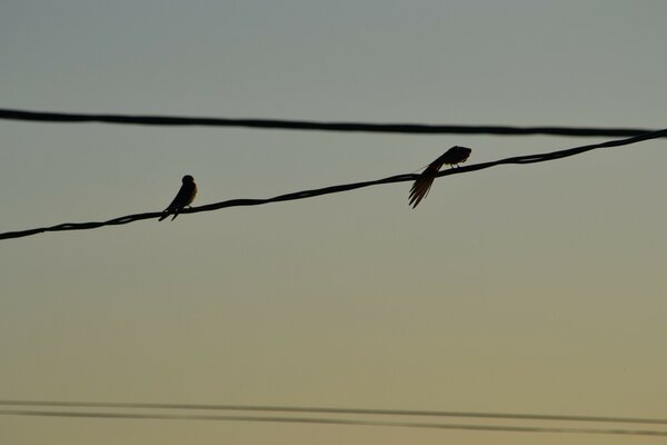 Pássaros sentados em fios contra o céu