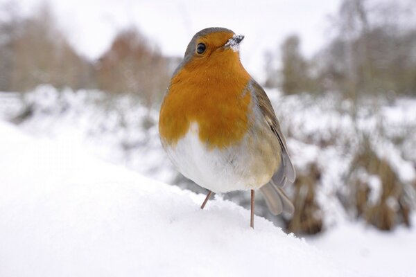 Oiseau en hiver sur la neige, froid