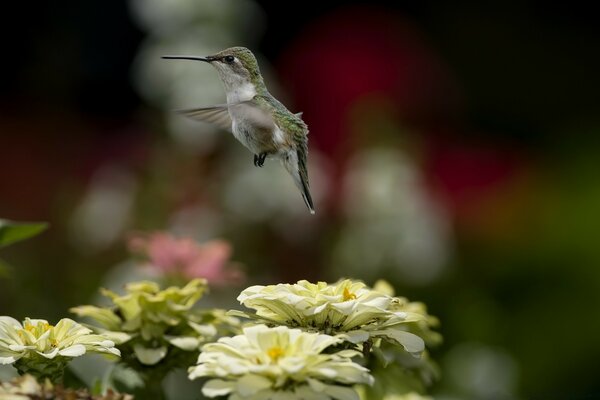 Im Flug über Blumen Vogel