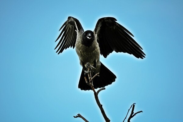 A large eagle sitting on a branch against the sky