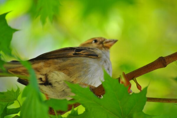 The bird is sitting on a branch with green leaves