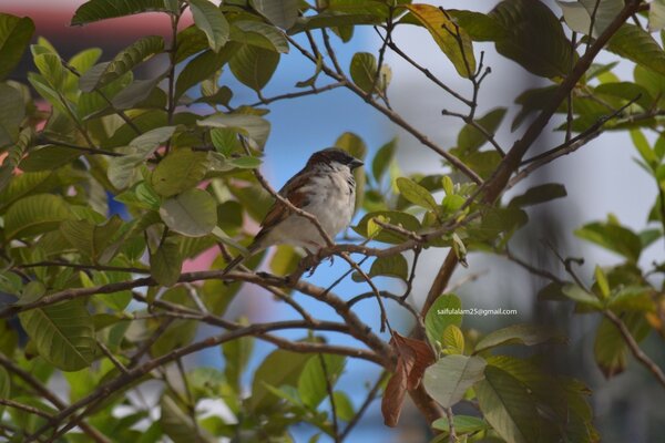 Ein Spatz sitzt auf einem Ast