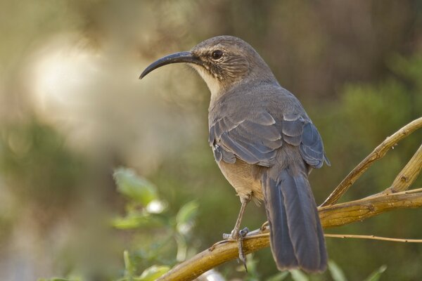 A bird with a long beak sits on a branch