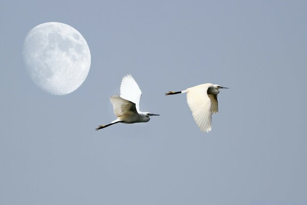 Deux oiseaux volent dans le ciel