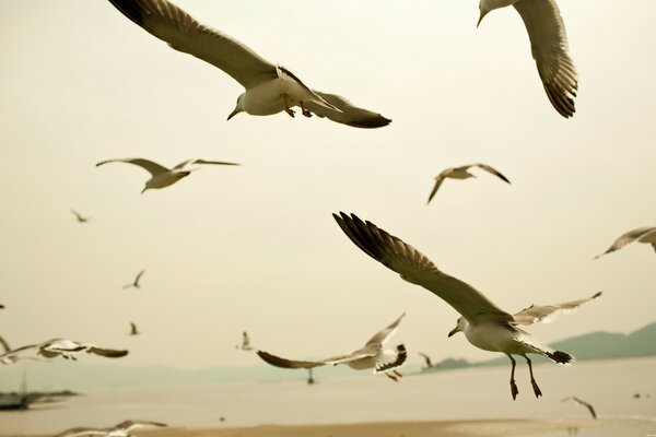 Seagulls fly on the beach