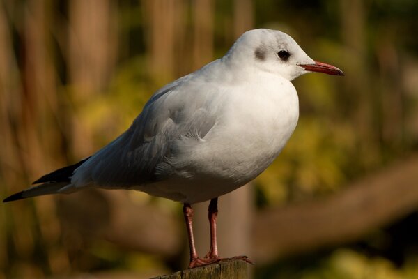 Mouette blanche à l état sauvage