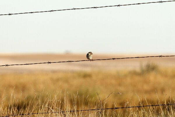 A sparrow on a barbed wire fence