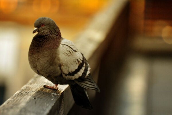 Un Pigeon assis sur le pont