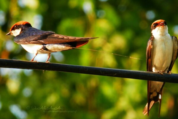 El mundo de las aves silvestres