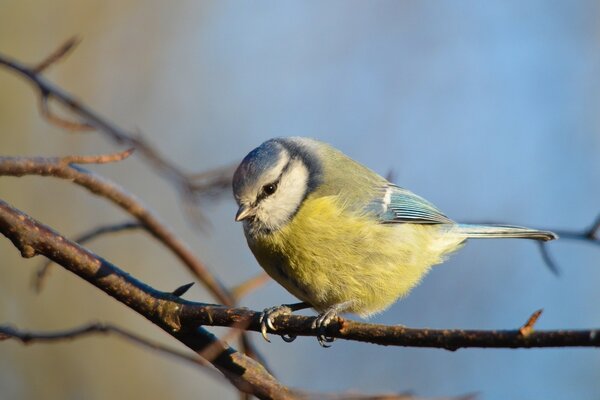 Der Singvogel sitzt auf einem nackten Ast ohne Blätter