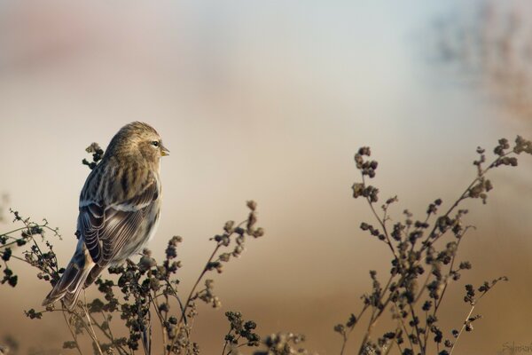 A lonely bird in the early foggy morning