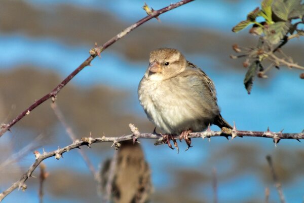 Petit oiseau assis sur une branche