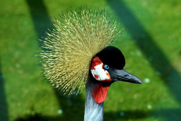 Uccello acquatico molto bello