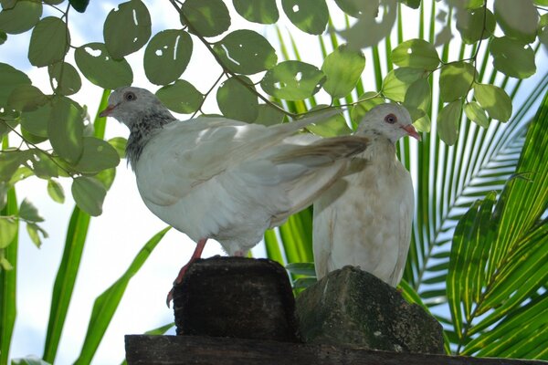 A pair of birds on the background of vegetation