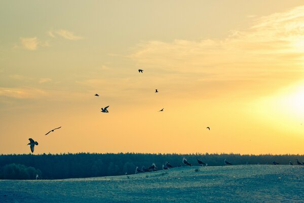 Seagulls are looking for food at dawn