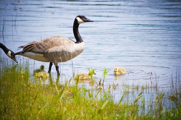 Ente mit Entenküken in freier Wildbahn