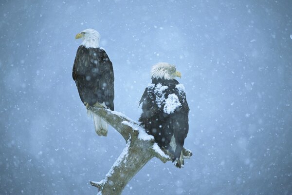 Hawks қыста ашық ауада