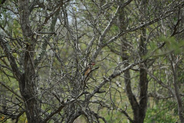 The bird is hiding among the trees