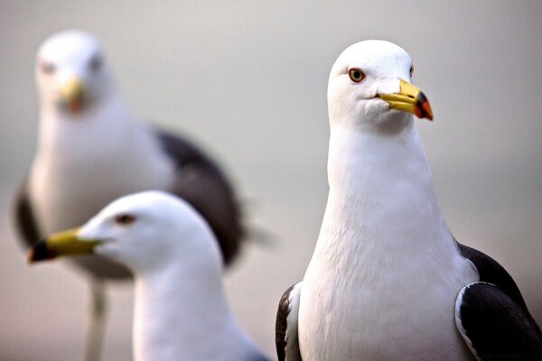 Beautiful seagull in the wild