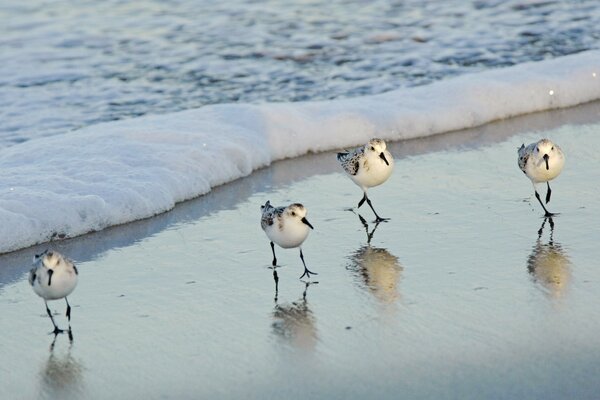 Pequenos pássaros engraçados no mar