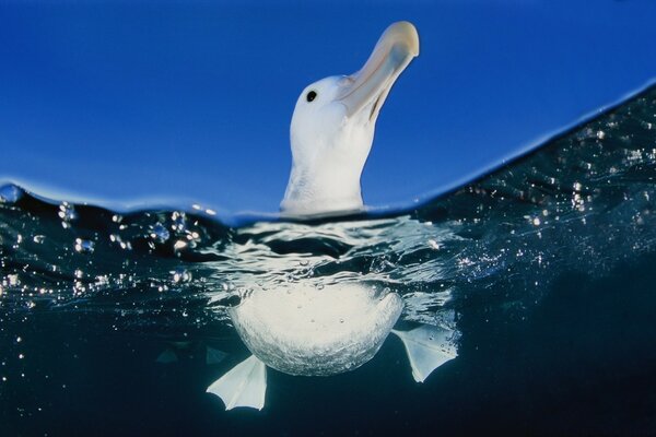 Photo of a seagull from under the transparent sea