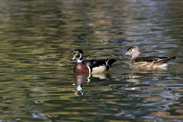 Dos patos nadan en sus negocios