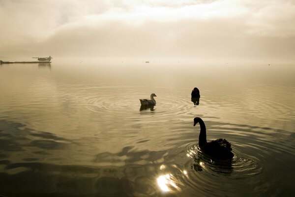 Floating birds on the sea at sunset