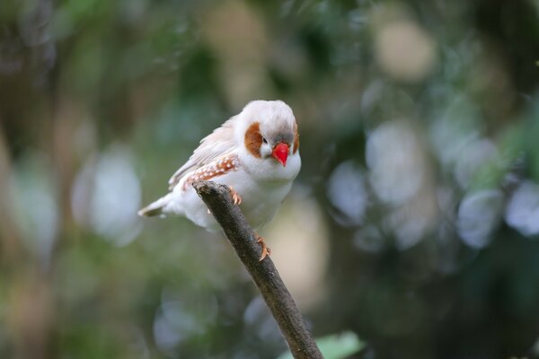 Pequeño pájaro blanco en una rama