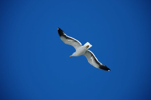 Der Flug einer weiß-schwarzen Möwe am Himmel