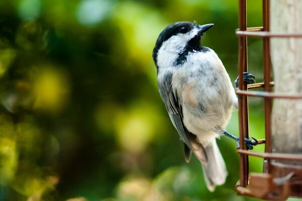 Un pequeño pájaro blanco y negro bebe de un bebedero