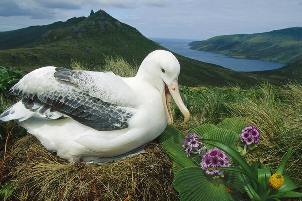 A bird in its nest in the mountains by the sea